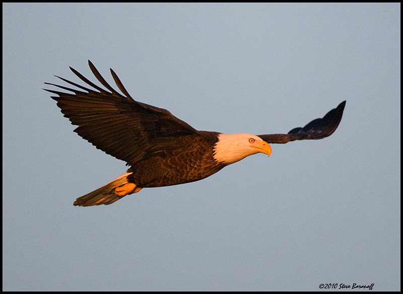 _0SB8807 american bald eagle.jpg